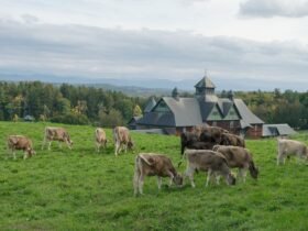 Vermont Cheese Week at Shelburne Farms