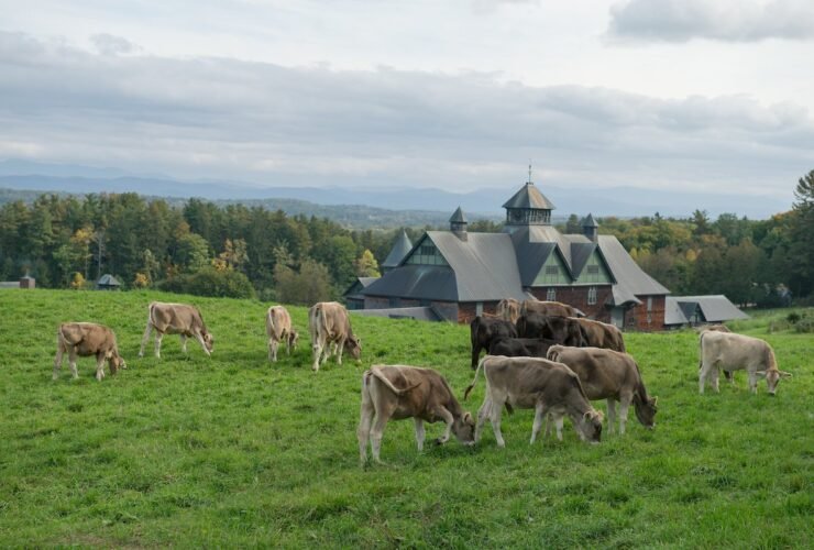 Vermont Cheese Week at Shelburne Farms