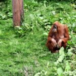 orangutan, nature, monkey, animal, primate, ape, wildlife, mammal, wild, jungle, rainforest, forest, tree, zoo, borneo, sumatra, malaysia, orangutan, orangutan, orangutan, orangutan, orangutan, borneo, borneo, borneo, sumatra, sumatra