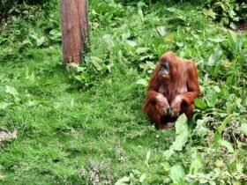 orangutan, nature, monkey, animal, primate, ape, wildlife, mammal, wild, jungle, rainforest, forest, tree, zoo, borneo, sumatra, malaysia, orangutan, orangutan, orangutan, orangutan, orangutan, borneo, borneo, borneo, sumatra, sumatra