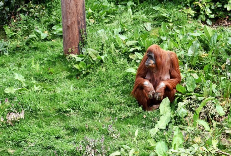 orangutan, nature, monkey, animal, primate, ape, wildlife, mammal, wild, jungle, rainforest, forest, tree, zoo, borneo, sumatra, malaysia, orangutan, orangutan, orangutan, orangutan, orangutan, borneo, borneo, borneo, sumatra, sumatra