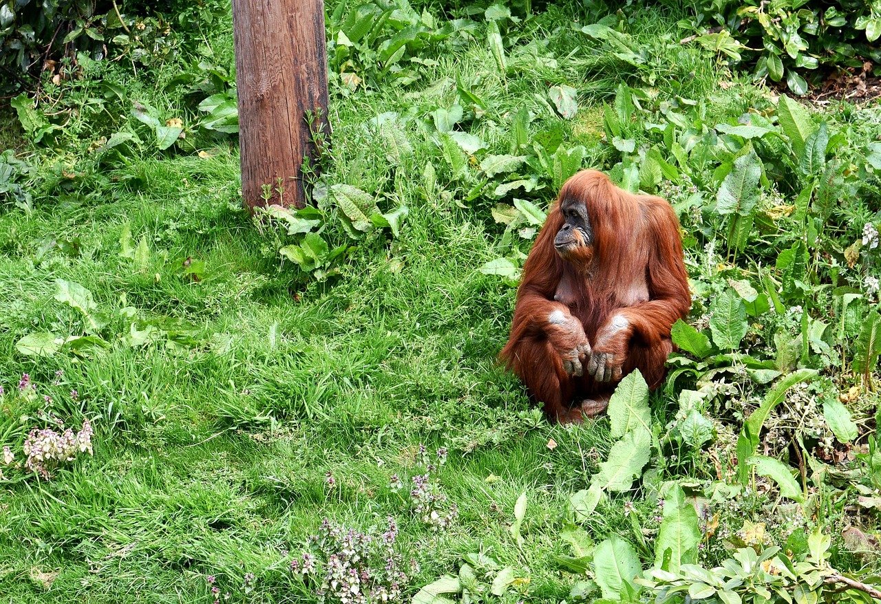 orangutan, nature, monkey, animal, primate, ape, wildlife, mammal, wild, jungle, rainforest, forest, tree, zoo, borneo, sumatra, malaysia, orangutan, orangutan, orangutan, orangutan, orangutan, borneo, borneo, borneo, sumatra, sumatra