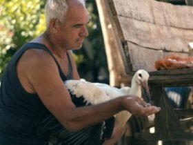 How to Win a Documentary Oscar